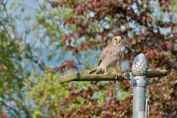 wilder Turmfalke trägt Maus zum Anflug auf Nistkasten 