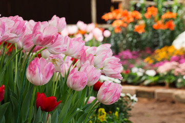 colorful tulips flower blooming in floral garden