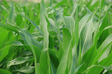 Obraz premium Corn Field
