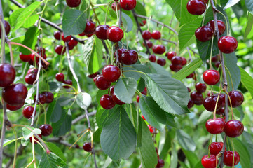 Вишневый сад.