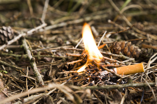 Waldbrand ausgelöst von Zigarettenkippe