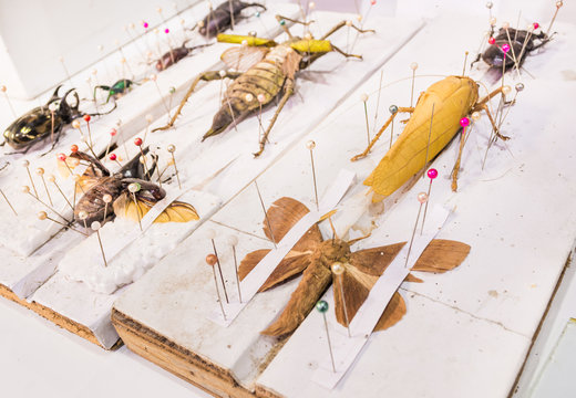 Collection of beetle butterfly wasps and insects in general