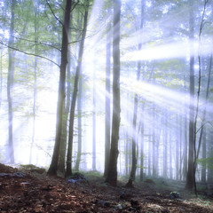 Magical forest sunbeams light