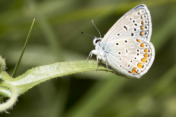 Kelebek