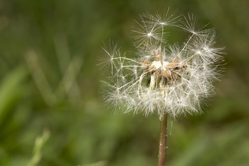 Fototapeta premium Karahindiba
