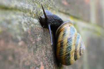 Улитка после дождя.