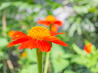 Mexican sunflower