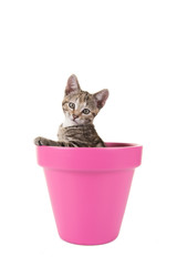 Cypers kitten, jonge kat, in een roze bloempot tegen een witte achtergrond