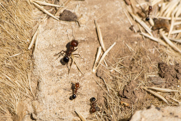 Arbeitstiere-Ameisen