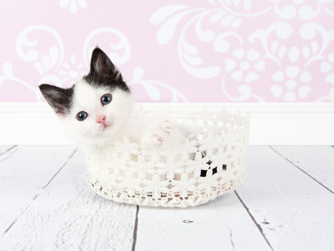 Zwart-wit kitten liggend in een mandje tegen een klassieke achtergrond met roze en wit.