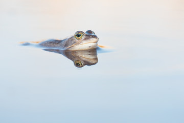 Obraz premium Blauwe heikikker liggend in het water met spiegelbeeld