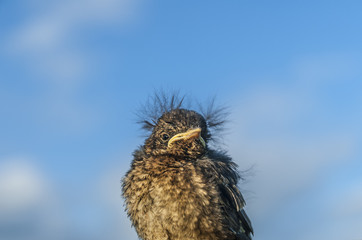 Fledgling Bird