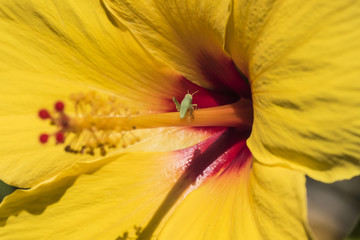 Obrazy na Szkle  Żółty kwiat hibiskusa z zielonym konikiem polnym