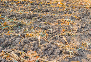 End of the summer, dried corn after harvesting.