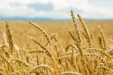 Field of wheat ears  and blue sky