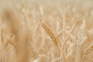 Ears of wheat on the field with blue sky