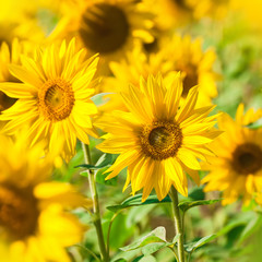 Der Sonne entgegen, Sonnenblumen im Sommersonnenschein, Sonnenblumenfeld, Landwirtschaft
