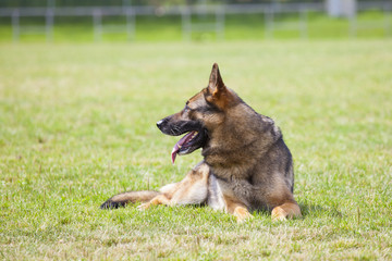 German sheepdog