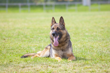 German sheepdog