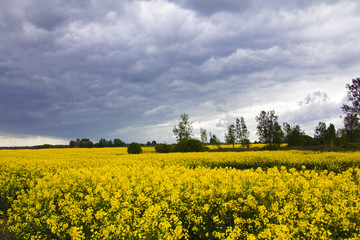 Obraz premium summer storm clouds above a rape seed field