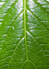 Close - up green leaf texture and background