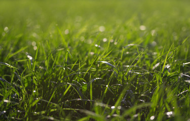 Fototapeta premium Зеленая трава против солнца