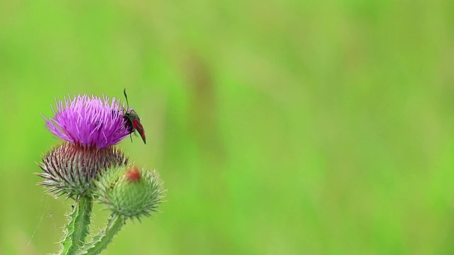 flower among a few small hymenoptera