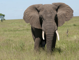 Naklejka premium elephant