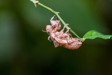 Cicada moult