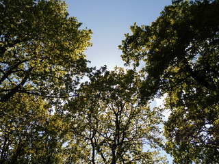 Park in the summer.Flowers and trees.Summer landscape