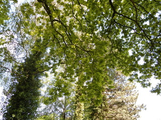 Park in the summer.Flowers and trees.Summer landscape