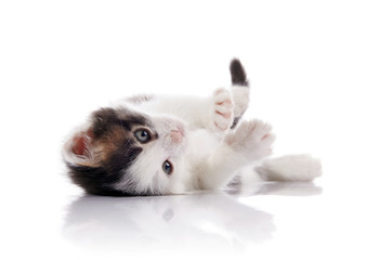 Fototapeta na wymiar The lovely kitten, white with spots.