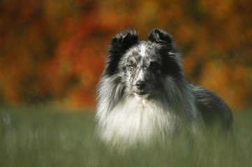 Shetland sheepdog