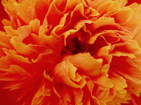 Fototapeta креатив,цветок,пион,оранжевый