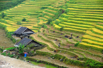 Little home next to river and Rice terraces in Sapa Vietnam