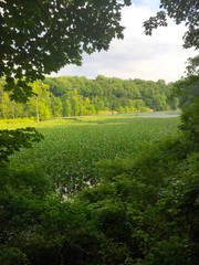 Obraz premium An amazing creek shines under the sun