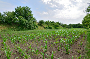 Fototapeta na wymiar field with a corn agriculture