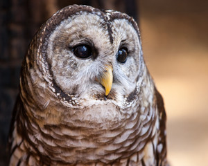 Barred Owl