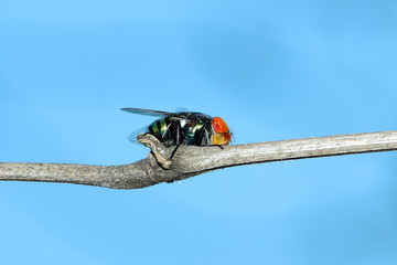 fly
