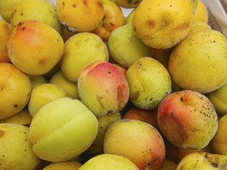 Japanese appricot (Jyuku-shita Ume)
自然落下した、熟した梅の実