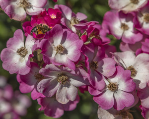 Fototapeta na wymiar bee roses - pink flowers spring