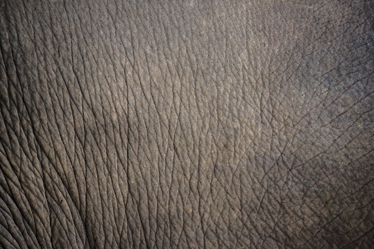 close up elephant skin texture and background.