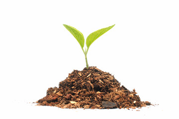 plant grows on white background