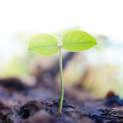 plant grows in old wood and symbolizes struggle and restart