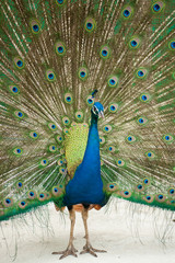 Naklejka premium A Peacock with its feathers open .