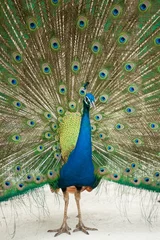 Fotobehang A Peacock with its feathers open . © fototrips