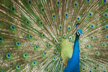 Fototapeta na wymiar A Peacock with its feathers open .