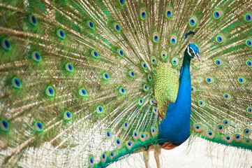 Naklejka premium A Peacock with its feathers open .