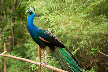 A Peacock with its feathers open .
