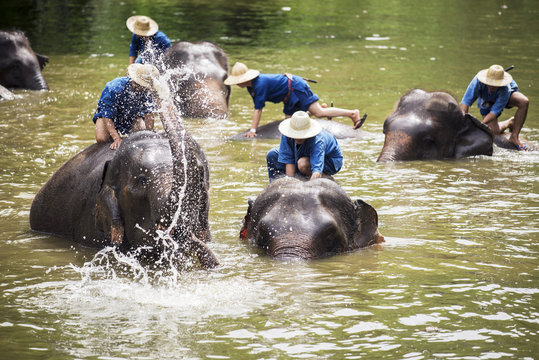 Fototapeta Mahouts bath and clean the elephants in the river